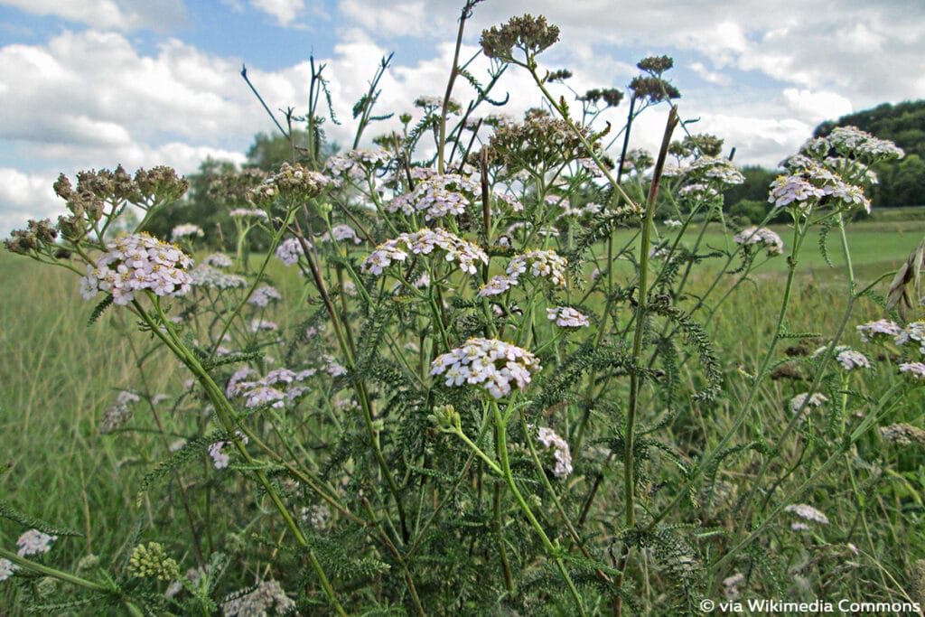 Gemeine Schafgarbe (Achillea millefolium)