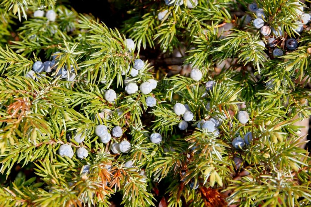 Gemeiner Wacholder, blaue Beeren