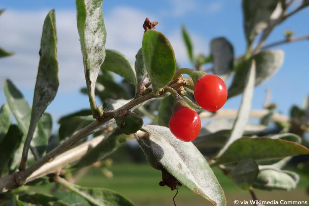 Gemeiner Bocksdorn (Lycium barbarum), rote Beeren