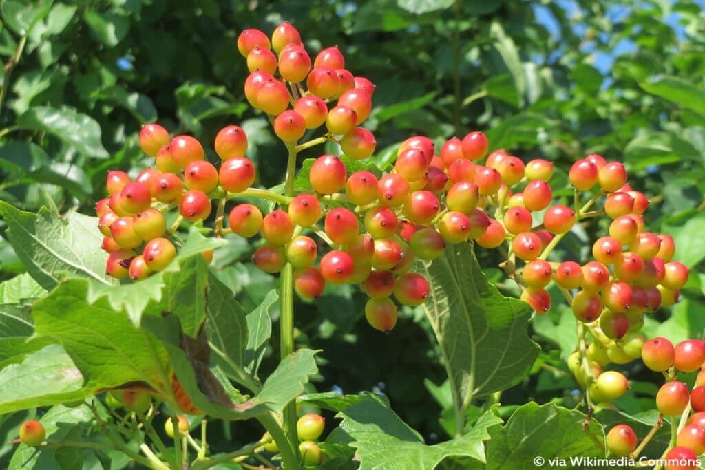 Gewöhnliche Schneeball (Viburnum opulus)