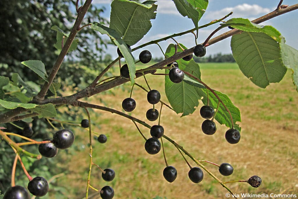 Gewöhnliche Traubenkirsche (Prunus padus), Raupen Nahrungsquellen