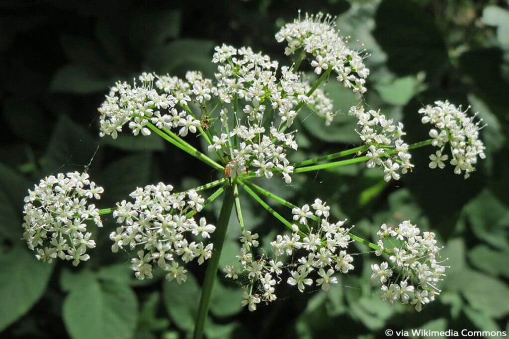 Giersch (Aegopodium podagraria), weiße Blüten