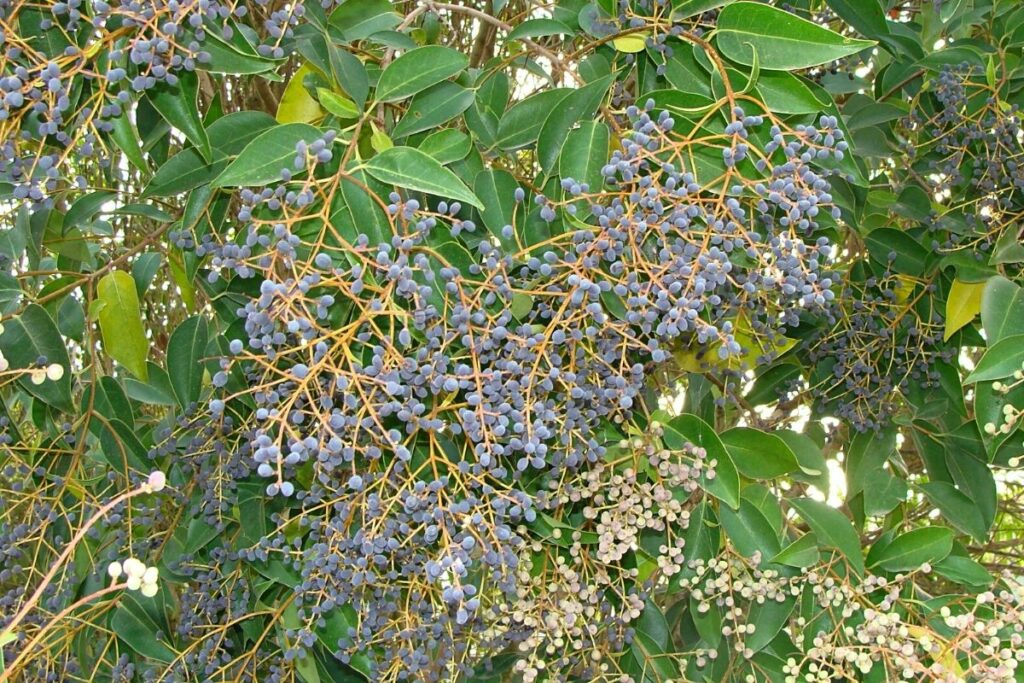 Glänzender Liguster (Glanz-Liguster, bot. Ligustrum lucidum)