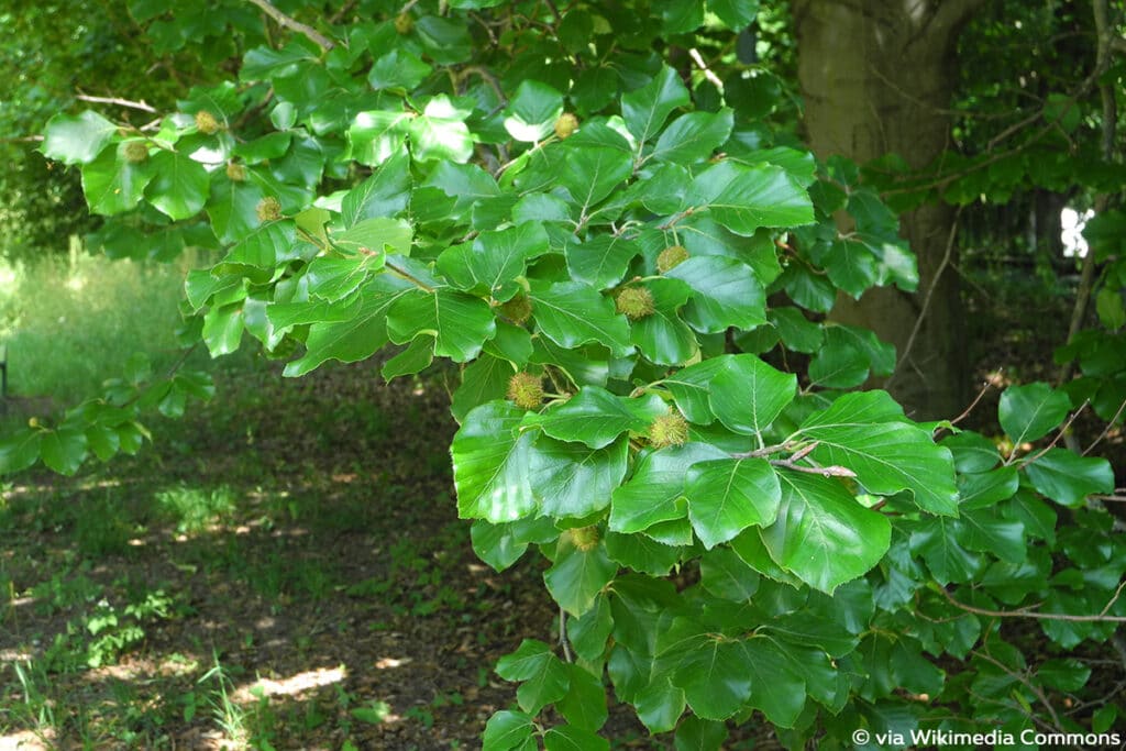 Goldbuche "Zlatia" (Fagus sylvatica)