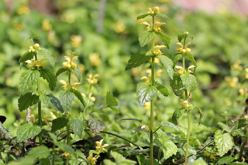 Goldnessel (Lamium galeobdolon)