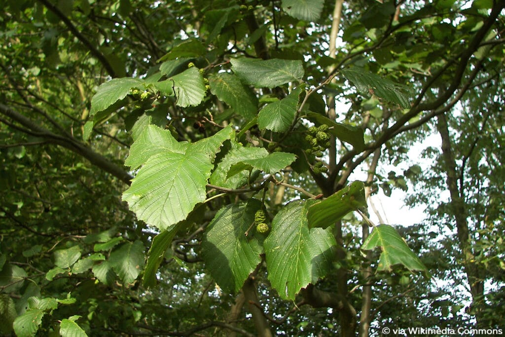 Grau-Erle (Weiß-Erle, bot. Alnus incana)