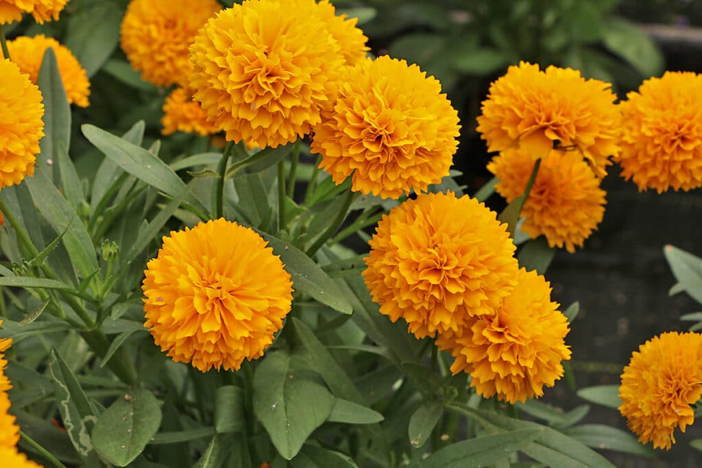 Großblütiges Mädchenauge (Coreopsis grandiflora), Sommer Blumen