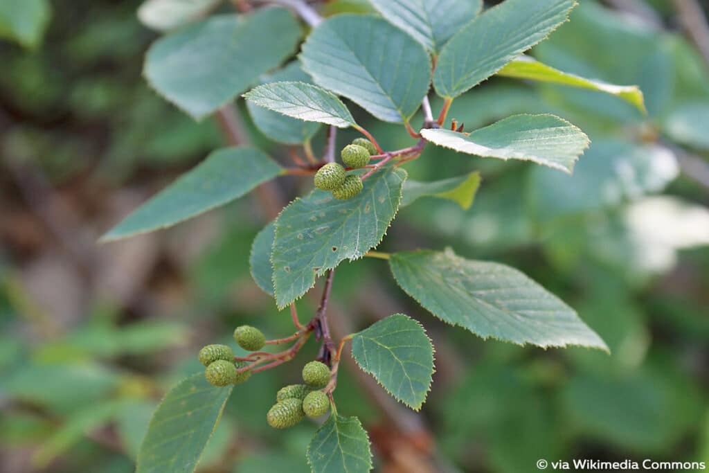 Grün-Erle (Alpen-Erle, bot. Alnus alnobetula)