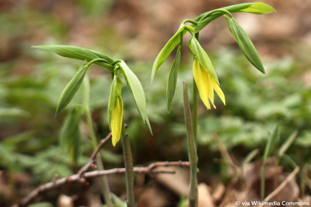 Hänge-Goldglocke (Uvularia grandiflora)