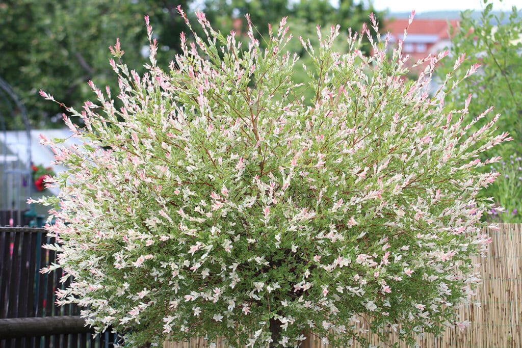 Harlekinweide (Salix integra)