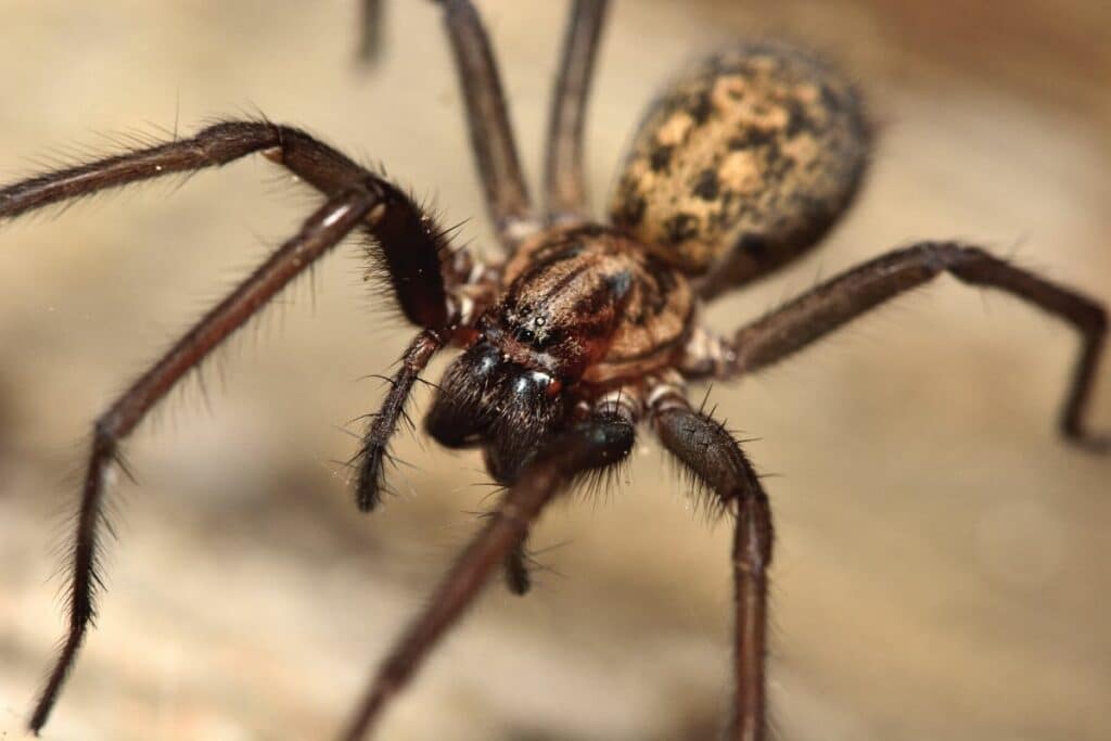 Hauswinkelspinne (Tegenaria domestica)