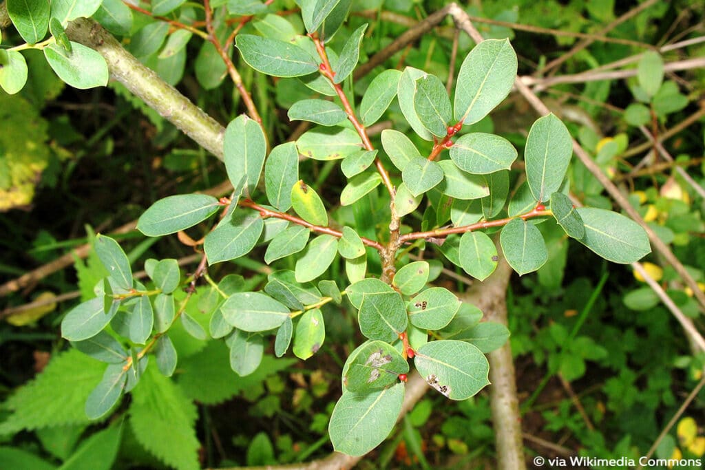 Hechtblaue Weide (Salix caesia)