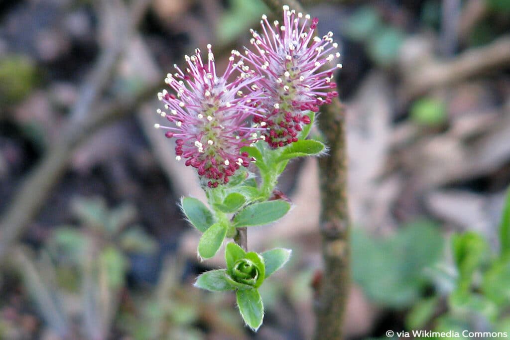 Heidelbeer-Weide (Salix myrtilloides), Weidensträucher