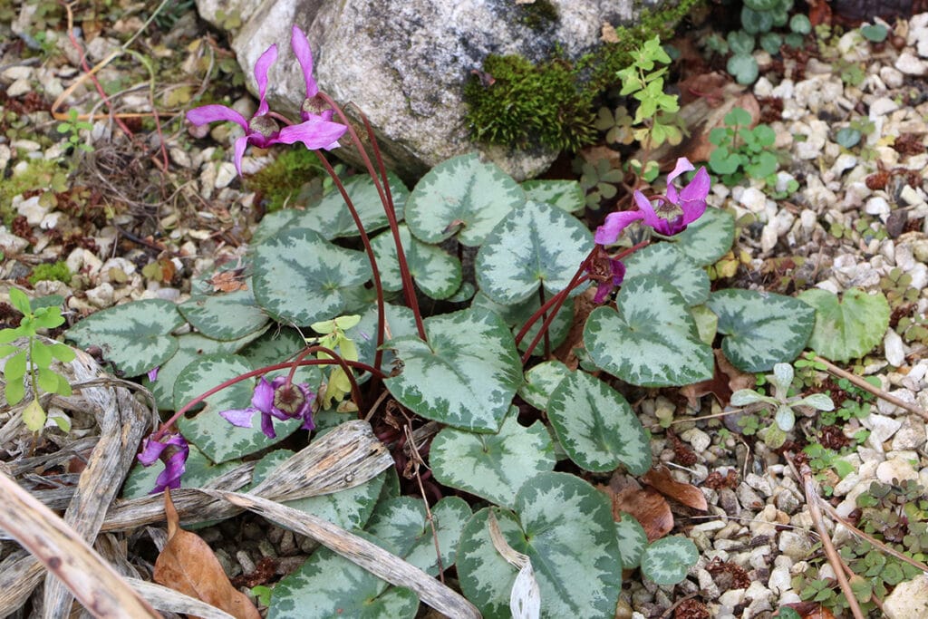 Herbst-Alpenveilchen (Cyclamen hederifolium), Schattenblume