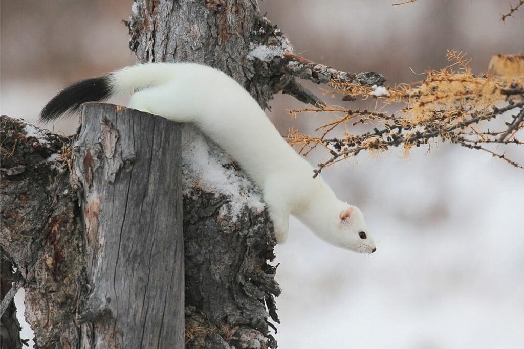 Hermelin (Mustela erminea)