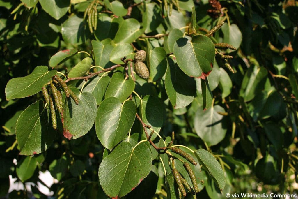 Herzblättrige Erle (Italienische Erle, bot. Alnus cordata), Erlenblatt