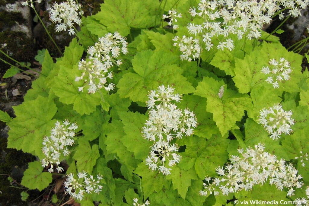 Herzförmige Schaumblüte (Tiarella cordifolia)