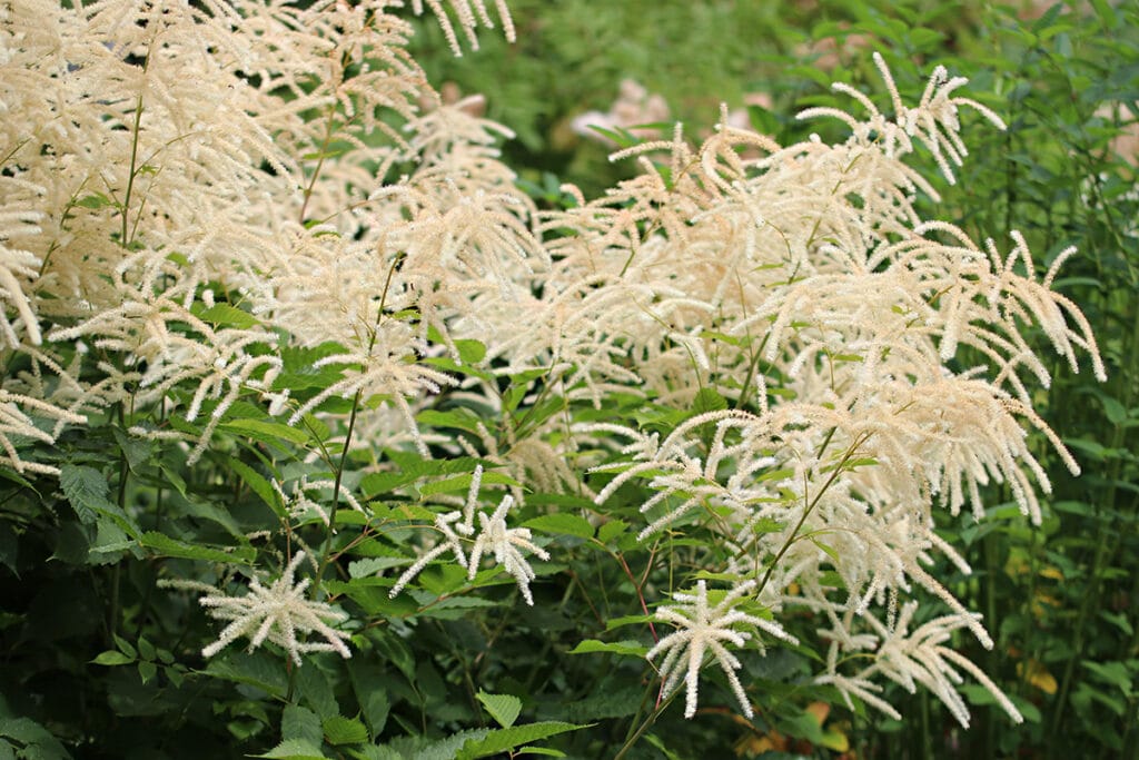 Hoher Waldgeißbart (Aruncus dioicus)