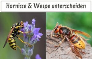 Hornisse & Wespe unterscheiden