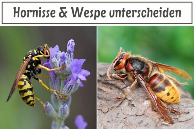 Hornisse & Wespe unterscheiden