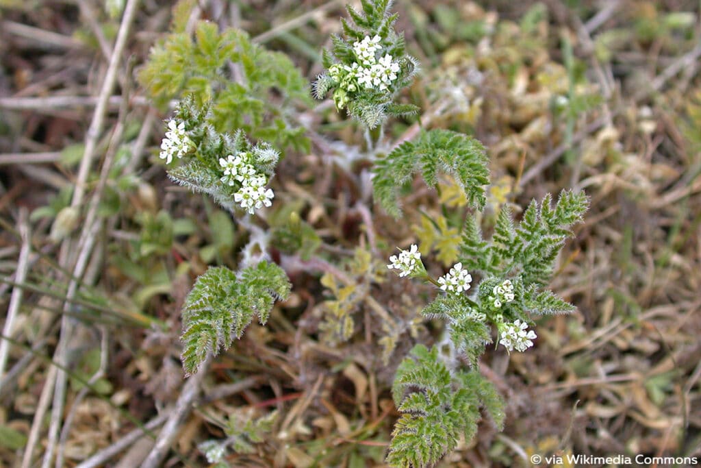 Hunds-Kerbel (Anthriscus caucalis)