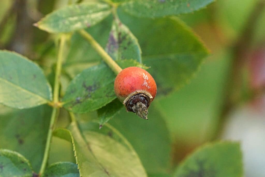 Hunds-Rose (Rosa canina)