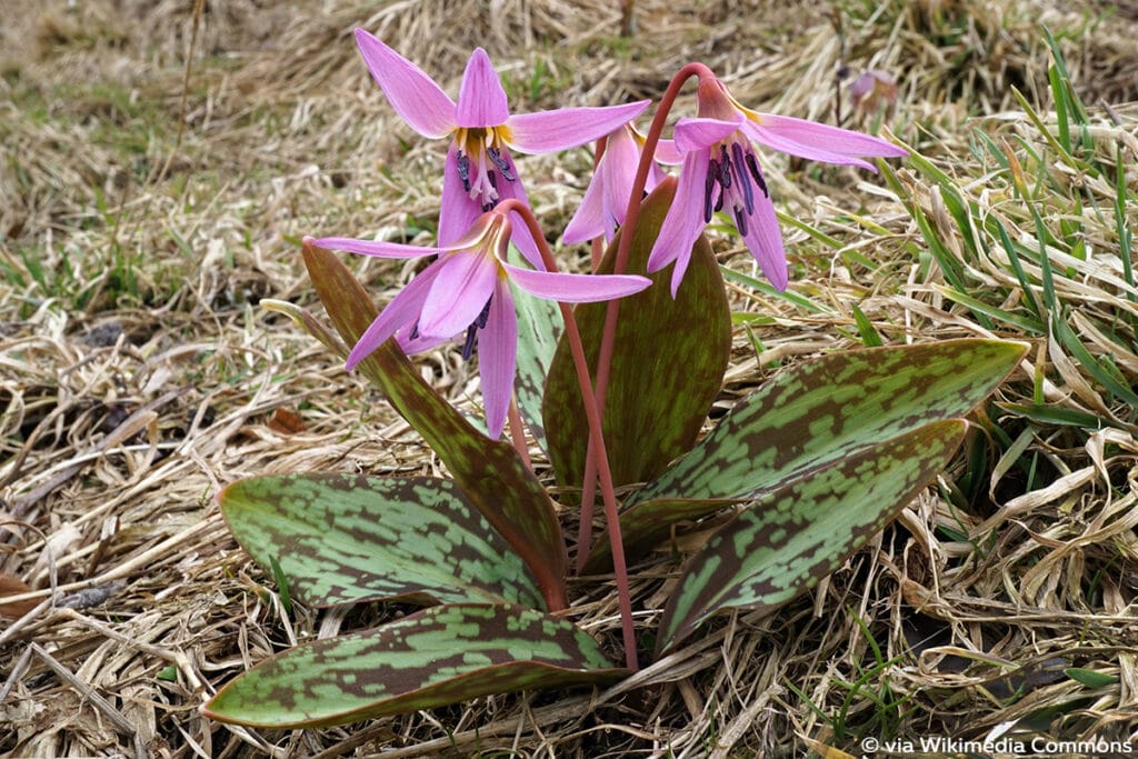 Hunds-Zahnlilie (Erythronium dens-canis), Schattenblume