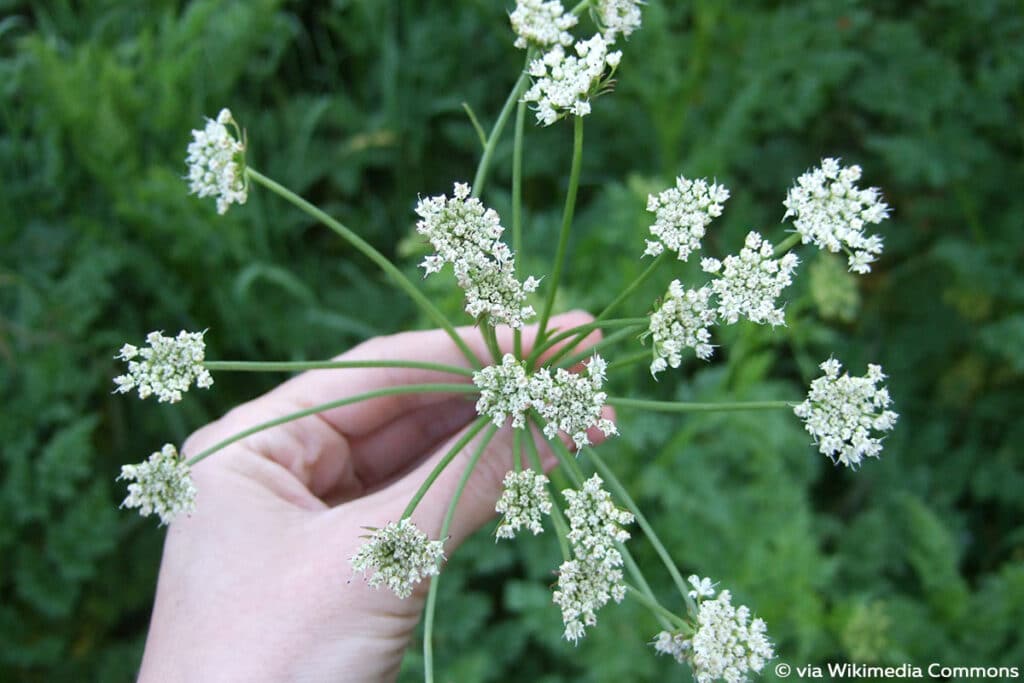 Hundspetersilie (Aethusa cynapium)