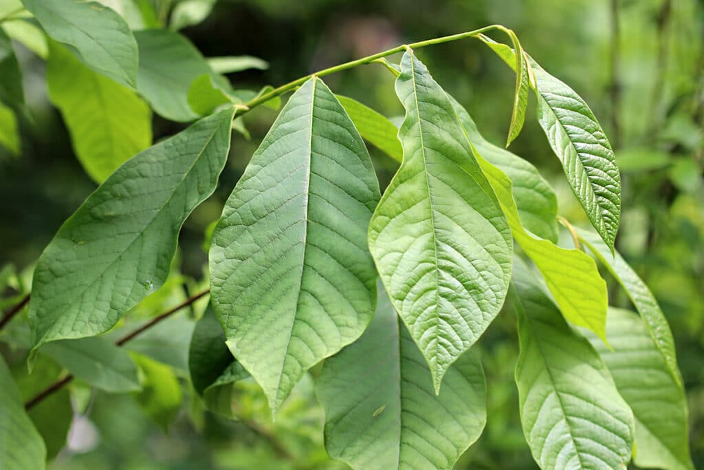 Indianerbanane (Asimina triloba), große Blätter