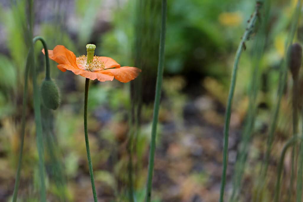 Islandmohn (Papaver nudicaule)