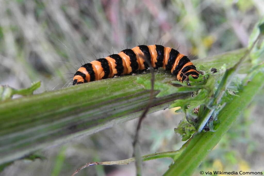 Jakobskrautbär (Tyria jacobaeae), Raupen mit Haaren