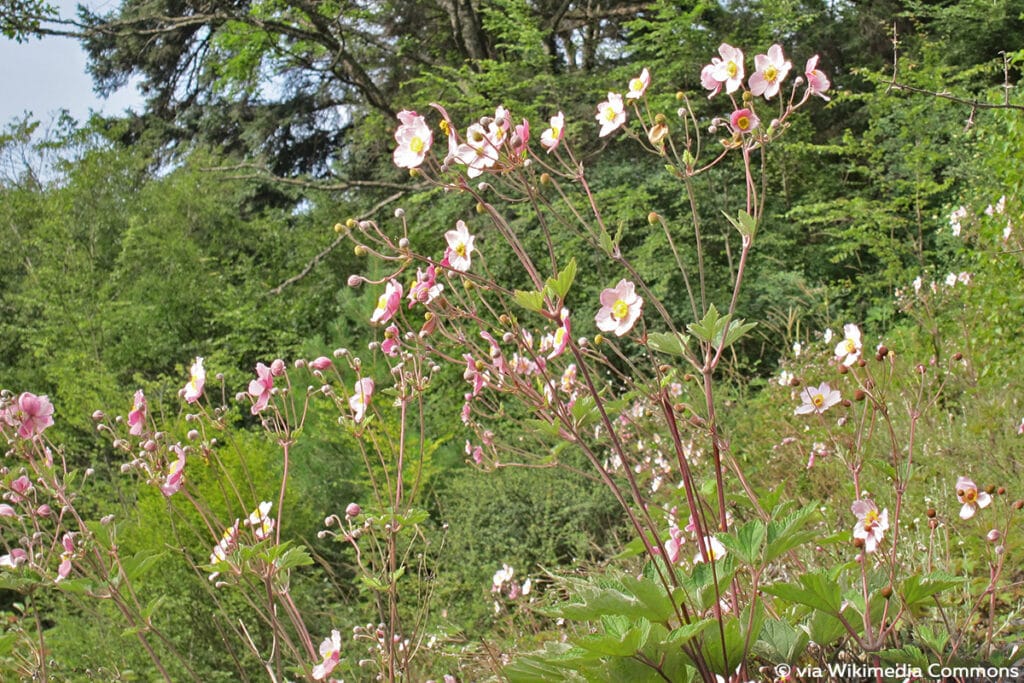 Japan-Herbstanemone (Anemone hupehensis)