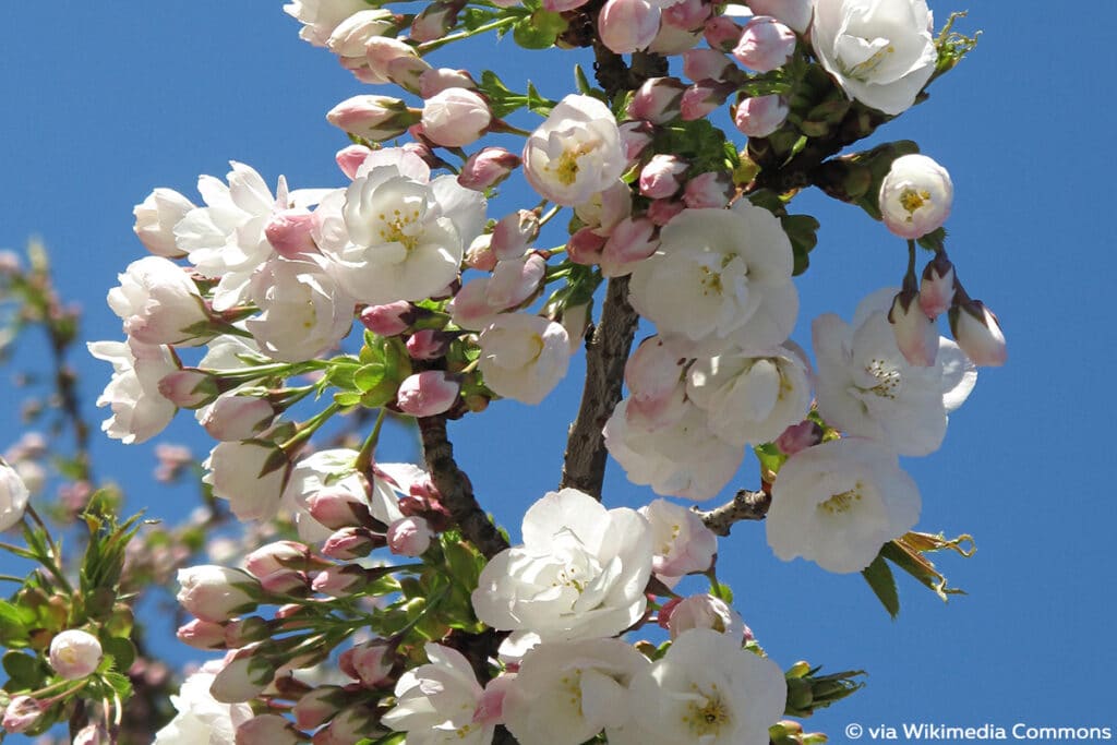 Japanische Blütenkirsche, Prunus serrulata „Shidare-Sakura“, „Mount Fuji“, „Shirotae“