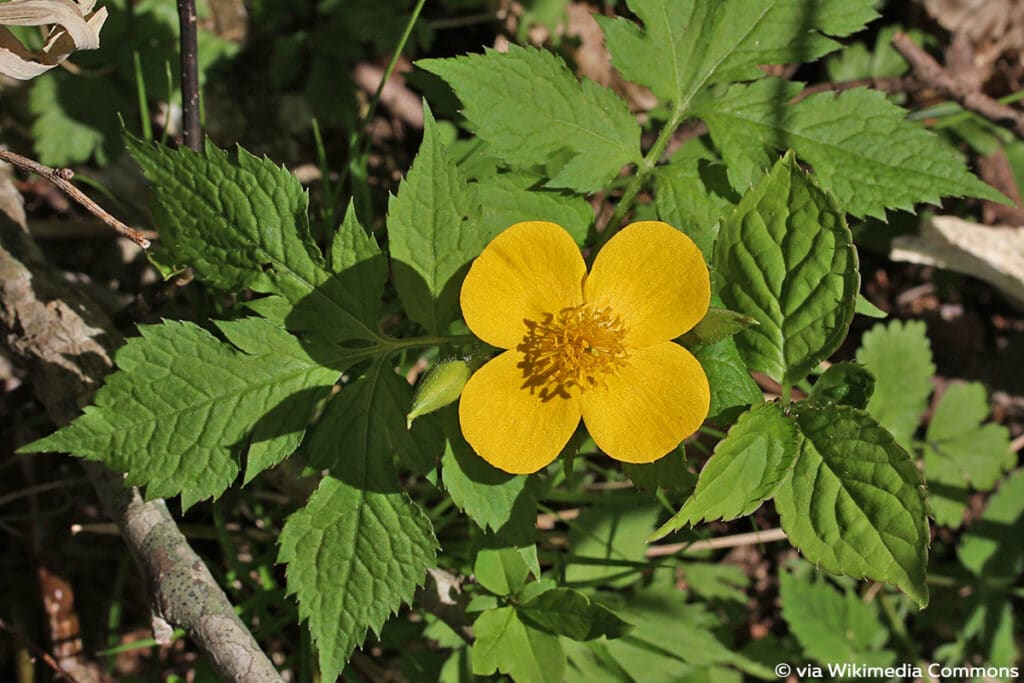 Japanischer Waldmohn (Hylomecon japonicum)