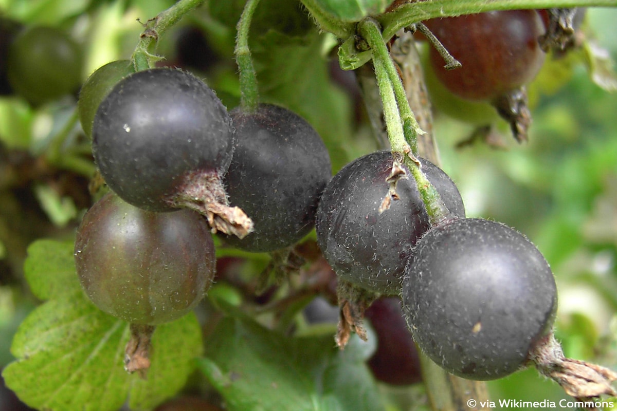 19 Bäume und Sträucher mit schwarzen Beeren - Gartendialog.de