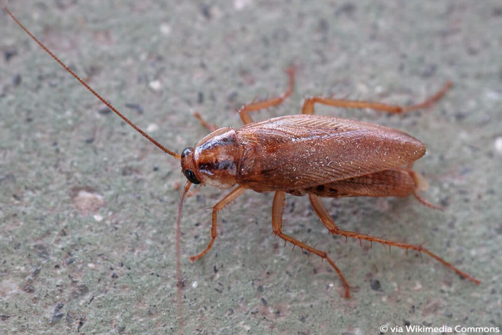 Deutsche Schabe (Blattella germanica), Kakerlake