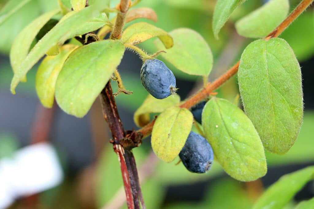 Kamtschatka-Heckenkirsche (Sibirische Blaubeere, Honigbeere, bot. Lonicera caerulea var. kamtschatica), blaue Beeren