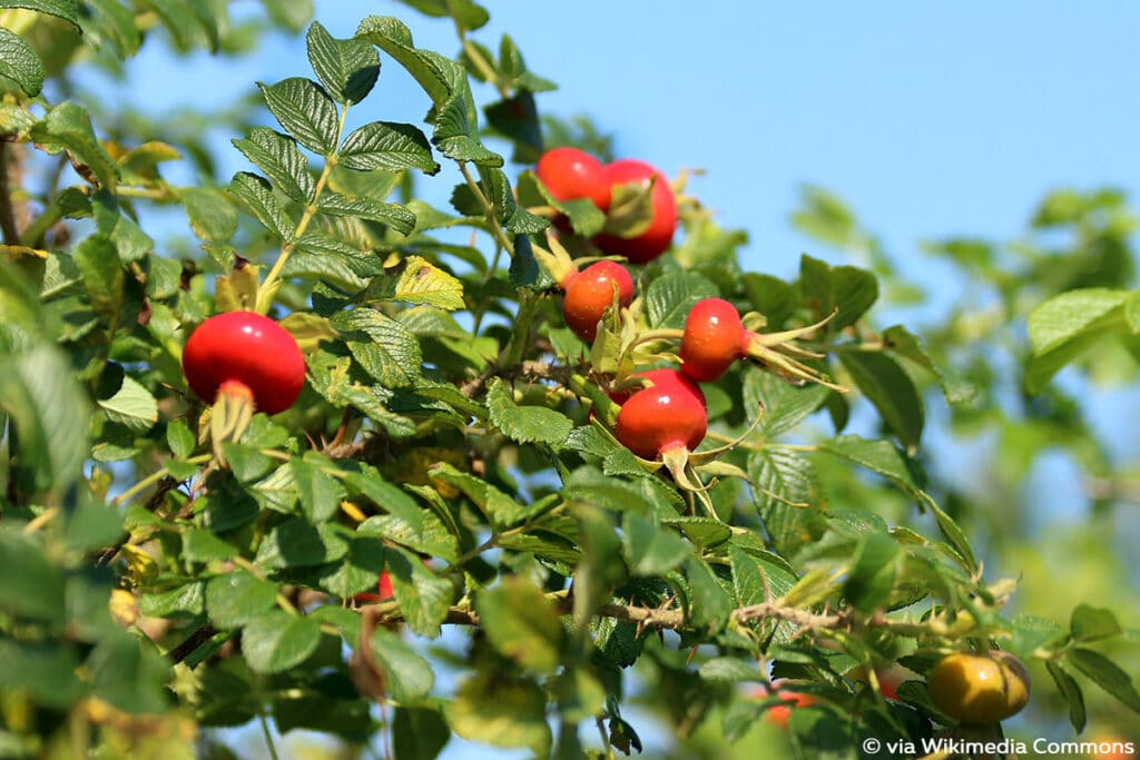 Kartoffelrose, Beeren