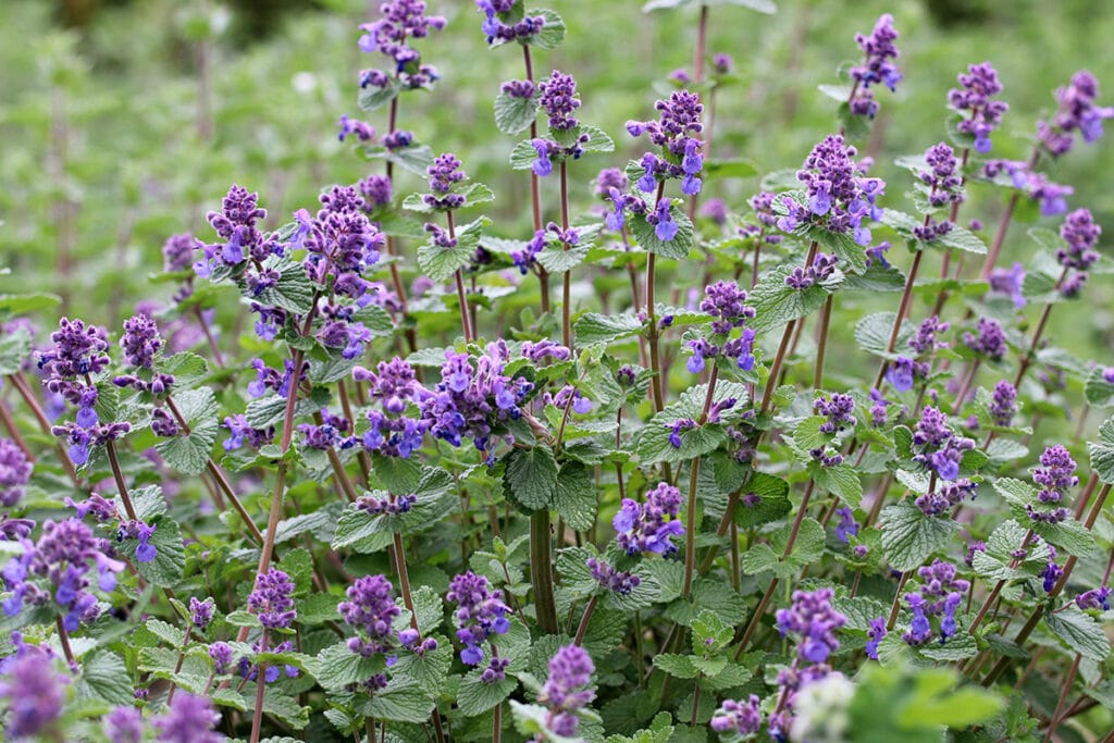 Katzenminze (Nepeta), Sommer Blumen