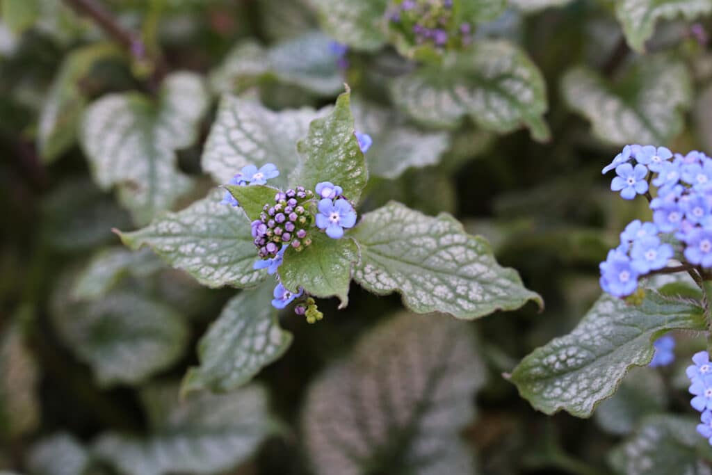 Schattenblume, Kaukasus-Vergissmeinnicht (Brunnera macrophylla)