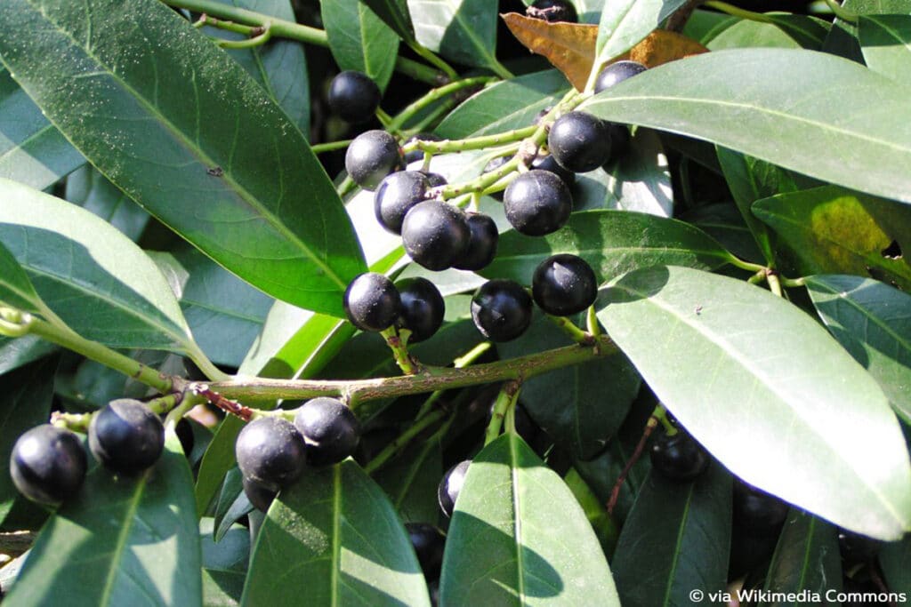 Kirschlorbeer - Prunus laurocerasus, schwarze Beeren