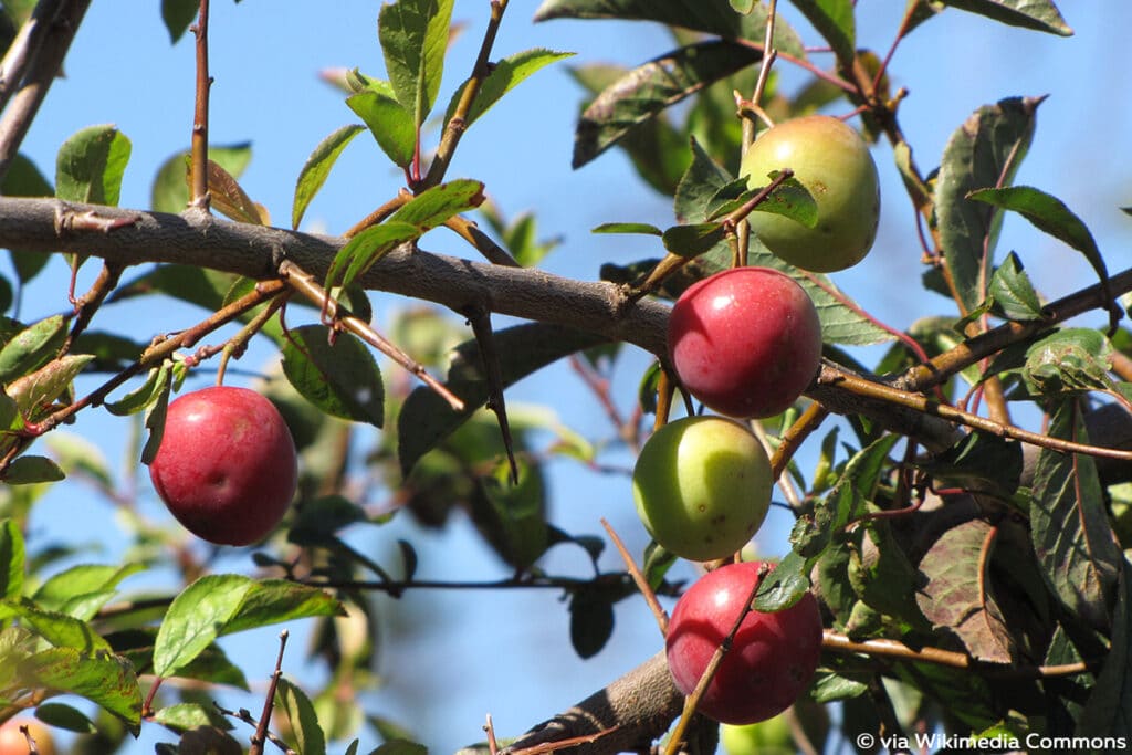 Kirschpflaume (Prunus cerasifera), rote Beeren