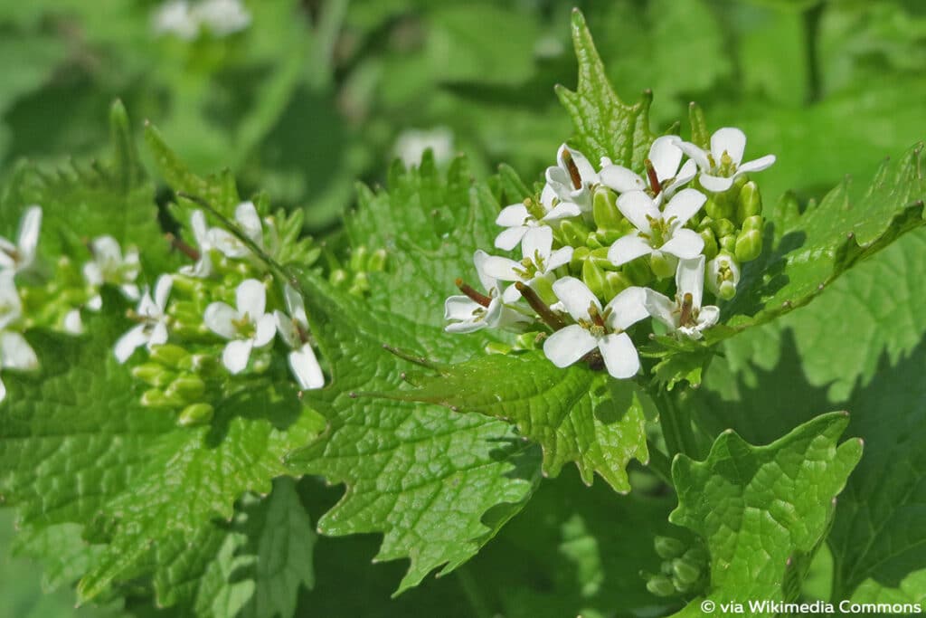 Knoblauchsrauke (Alliaria petiolata), weiße Blüten