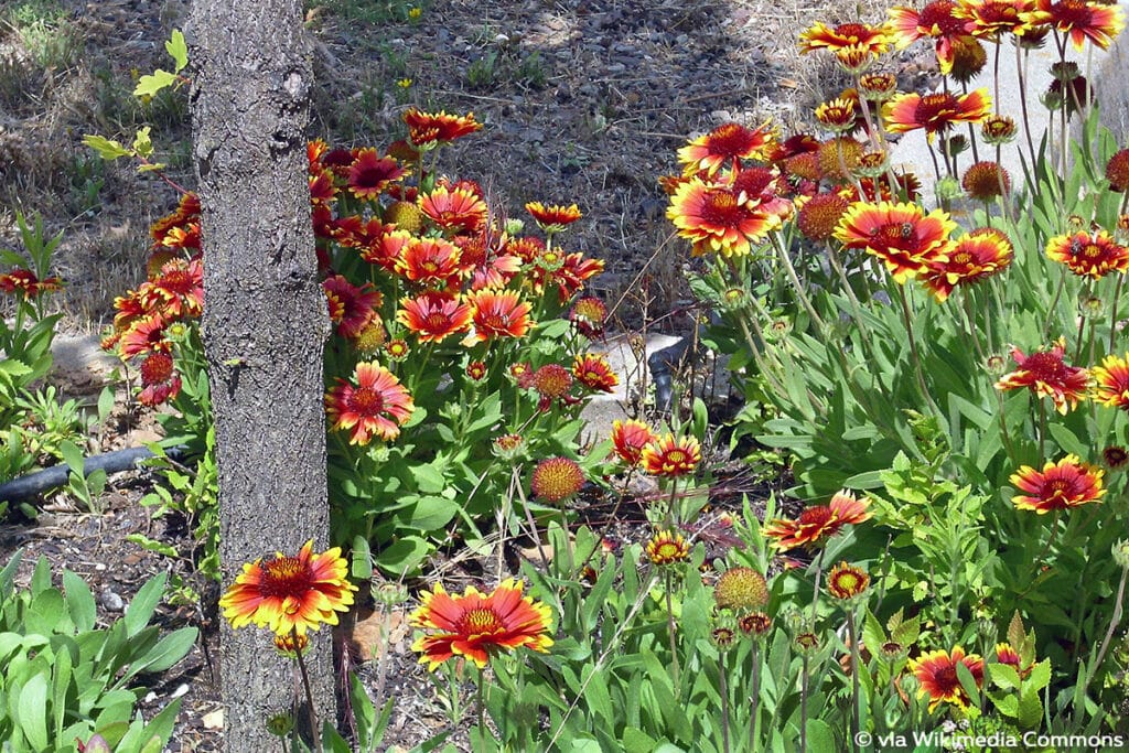 Kokardenblume (Gaillardia x grandiflora)