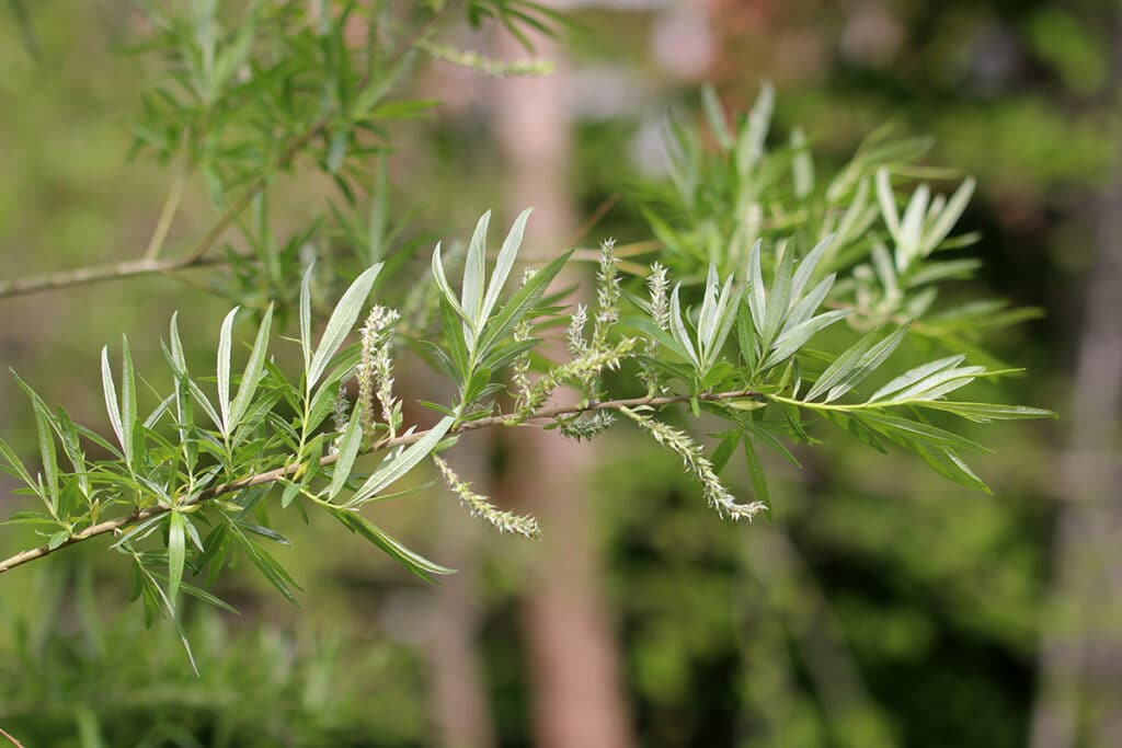 Korbweide (Salix viminalis), Weidensträucher