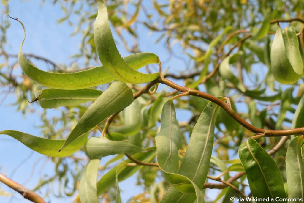 Korkenzieher Weide (Salix matsudana 'Tortuosa'), Weidensträucher