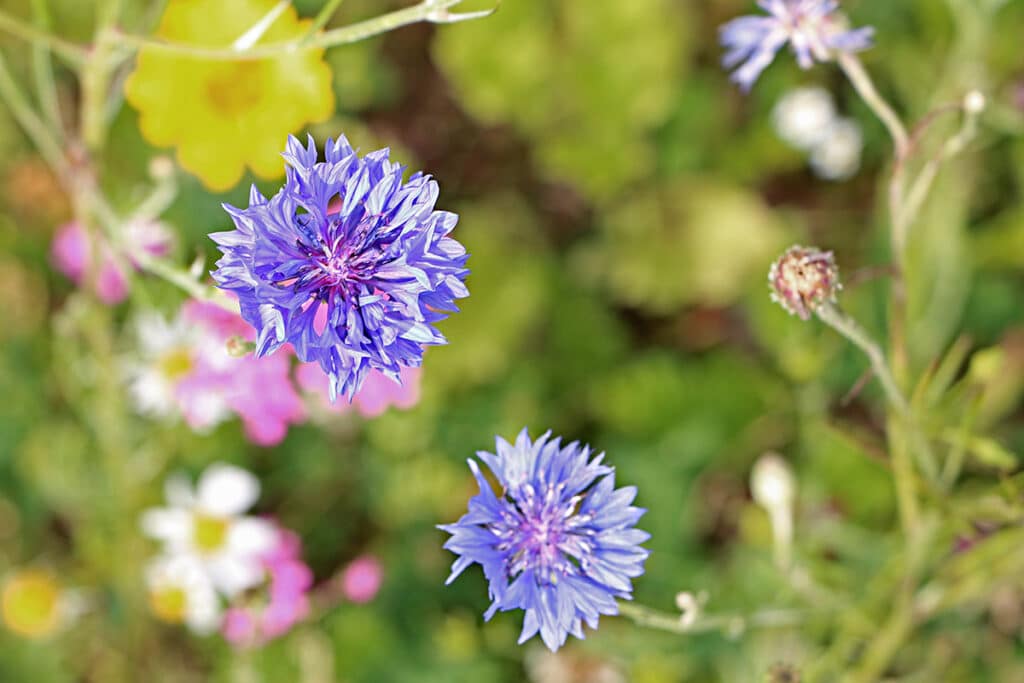 Kornblume (Centaurea cyanus)