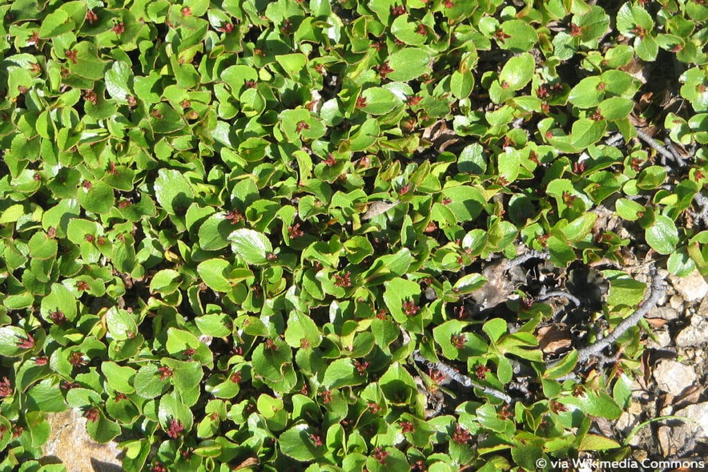 Krautweide (Salix herbacea)