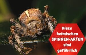 Kreuzspinne - Spinnenbiss