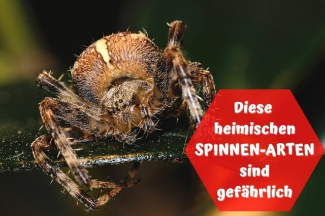 Kreuzspinne - Spinnenbiss